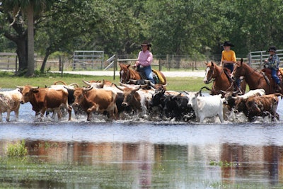 Westgate River Ranch's Teambuilding Activities