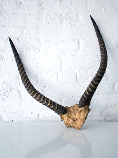 Antlers, with or without mount, price upon request, available nationwide from Patina
