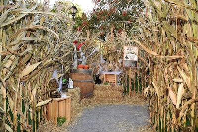While the look of the pumpkin patch was more rustic, the corn maze had a slightly spookier aesthetic with props such as potion bottles, painted skulls, and black cats.