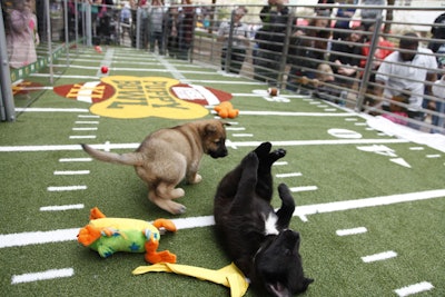 Animal Planet's Puppy Bowl Cafe