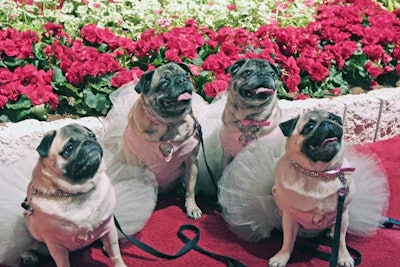 After a pet-friendly “Yappy Hour,” dogs were permitted to walk the show floor for the first time in the show’s history.