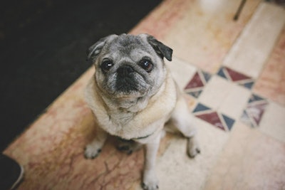 The brand's mascot dog, Winston, was in attendance at the community-minded event.