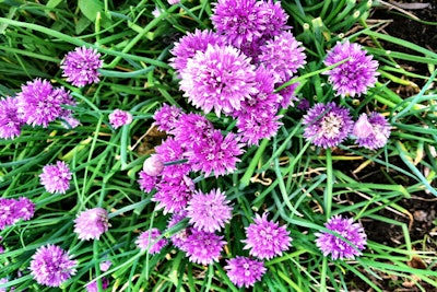 Chive Flowers