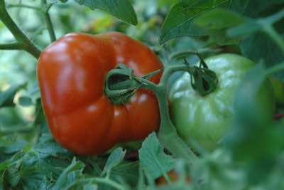 Summer Tomatoes