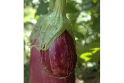 Eggplant