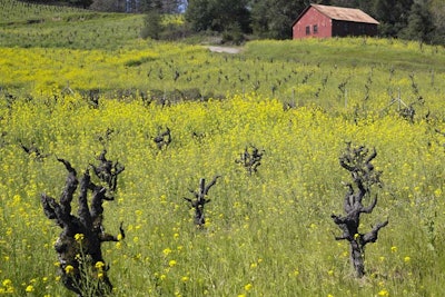 4. Dry Creek Vineyard