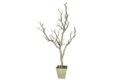 Manzanita Trees in Pots, up to 6 Feet Tall, many colors