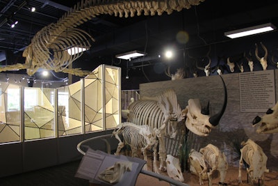 5. Skeletons: Animals Unveiled