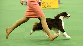 9. Westminster Kennel Club Dog Show