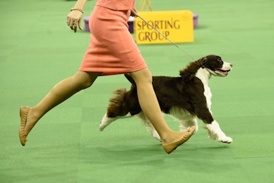 9. Westminster Kennel Club Dog Show