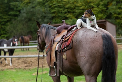 Horseback Riding at the Adventure Center on the Mountain Top Lake at Crystal Springs Resort