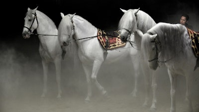 The Beauty and Grace of the Andalusian Stallions