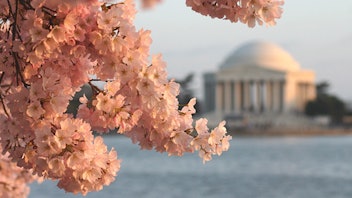 1. National Cherry Blossom Festival