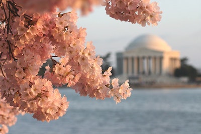 1. National Cherry Blossom Festival
