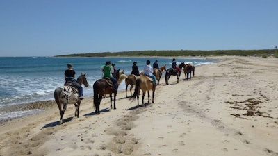 Beach Horseback