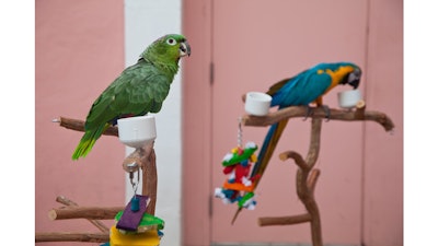 Exotic birds at a dock party