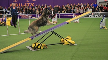 7. Westminster Kennel Club Dog Show
