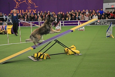 7. Westminster Kennel Club Dog Show