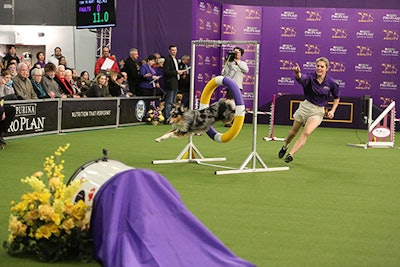 3. Westminster Kennel Club Dog Show