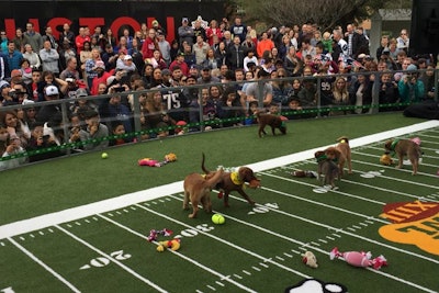 Animal Planet’s Puppy Bowl Experience