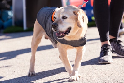 Zappos says 150 pets were adopted during its three-day event in Austin, Texas, in January. The brand is still totaling figures from the recent Nashville event.