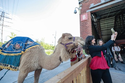 Guests were invited to take photos with a camel at the entrance to the venue. The camel was provided by Tiger Paw Exotics.