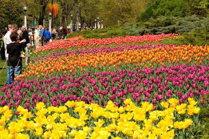 Ottawa #10 Festival & Parade The red-and-white Canada 150 tulip stole the show this year, when more than 700,000 people visited and the ByWard Market was added as an official site. KPMG returned as a sponsor and Top Shelf Vodka created the official tulip julep. Next: May 11-21, 2018