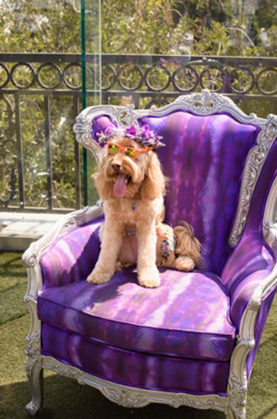 Similar to a 'people' event, the dog guests received their own flower crowns.