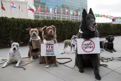 United Nations Animal Protest