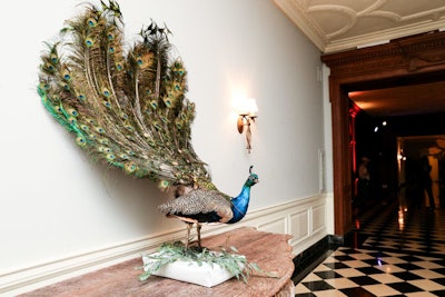 Another taxidermy statue was of an Indian peacock, a symbol of royalty.