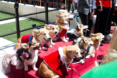 The 'royal court' was made up of eight corgis, all dressed as members of the British royal family.