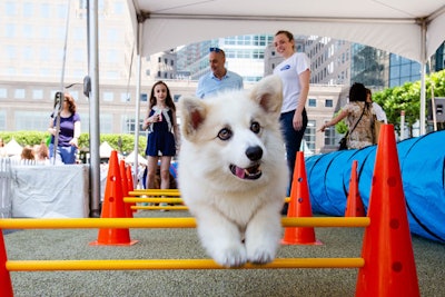 Trainers from Who’s Walking Who took the pups through a mini obstacle course and taught their owners some training tricks.