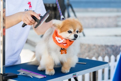 Local groomers from Groomit gave dogs blowouts and little trims, primping them for either a glam or low-light photo shoot.