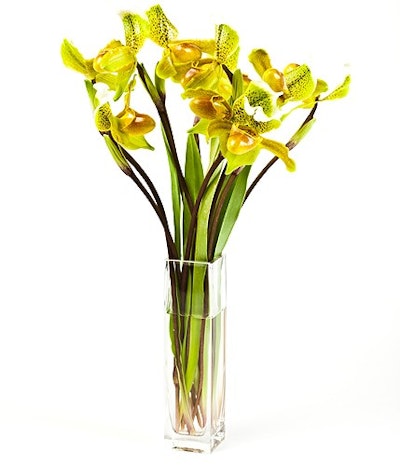 Lady Slipper orchids in clear glass vase