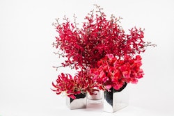 A vibrant selection of red azima orchids, gloriosa, and sweetpeas