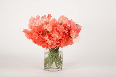 Orange sweetpeas in a clear vase