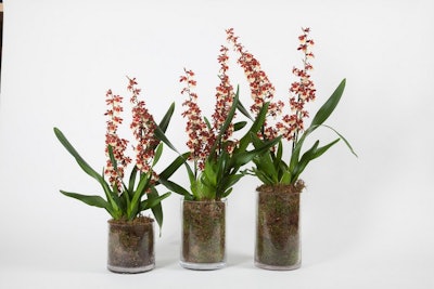 Three tiers of potted brown oncidium orchids