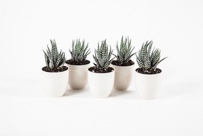 Small potted succulents, excellent understated additions for lobbies and work spaces