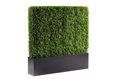 Four-foot boxwood hedge, price upon request, available throughout the U.S. from Cort Event Furnishings