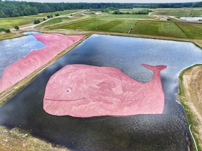 The Vineyard Vines' whale is filled with 15.5 million pink cranberries.