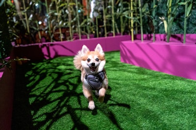 Dogs can test their agility by running through a corn maze.