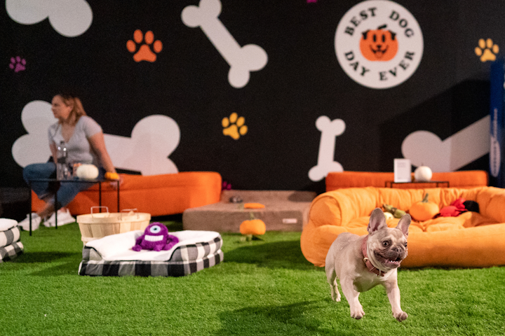 Owners and their dogs can take a break from activities at a lawn-inspired space, complete with green turf and dog beds.