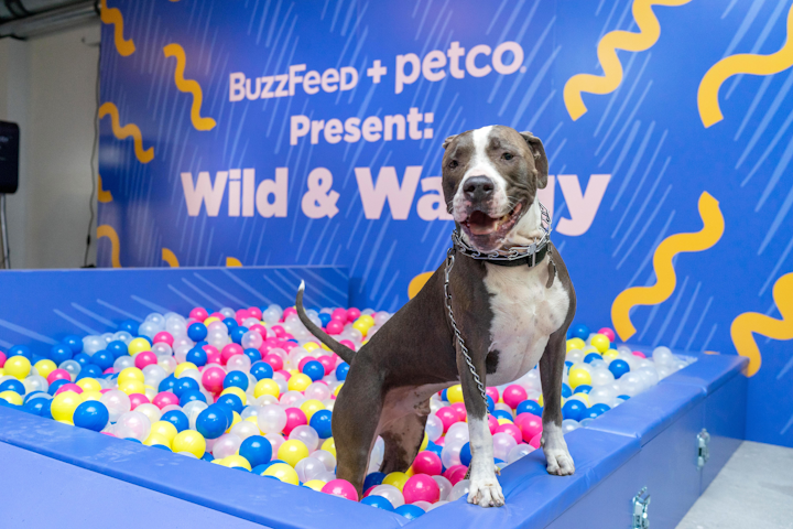 The pop-up also had an eye-catching ball pit photo op for dogs.