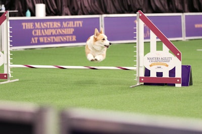 3. Westminster Kennel Club Dog Show