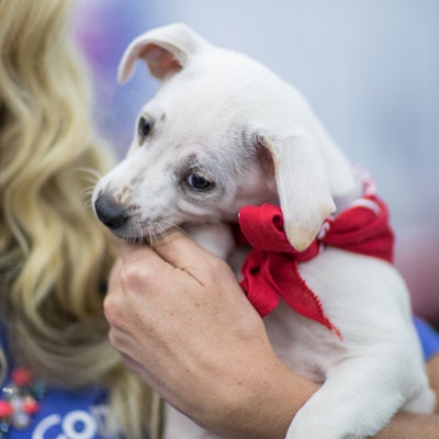 Connect Photo Puppy Networking