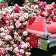 “The floral industry is in a really unique space right now,” explain Danielle Flores-Gary and Katie Hartman, co-owners of Floral Crush, a Los Angeles-based floral design studio that has worked on high-profile events for clients like Event Eleven, Gina Wade Creative and NBCUniversal. (Pictured: a Floral Crush-designed display at Rosé Day L.A. in 2019.)