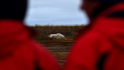 Bear Watching Photo By Cheryl Hnatiuk%2 C Courtesy Of Churchill Wild
