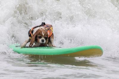 In addition to surfing, the event also included a doggie costume contest, pet adoptions, and a wellness station where dogs could get a checkup.