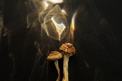Why Psychedelic Events Will Bloom in 2023