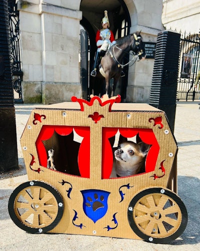 Chilli Chihuahua’s Royal Tour